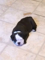 puppy girl.webp