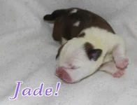 ImageUploadedByTapatalk1428527853.907750.webp