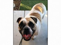 Diesel-English-Bulldog.jpg Diesel-English-Bulldog.jpg