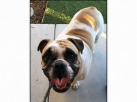 Diesel-English-Bulldog.jpg