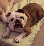 gracie.webp