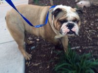 Walter-English-Bulldog-1.jpg