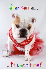 IMG_3155 dear santa reduced watermarked.webp