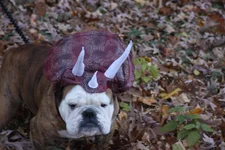 Halloween 008.webp