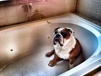 Wilson pondering.webp