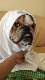 Harvey Extra.webp