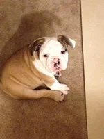 Cheli and Lambeau wrestling 005.webp