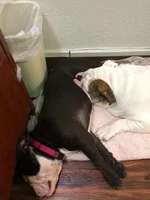 sleeping.webp