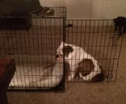 Tucker cage.webp
