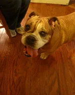 image.webp