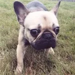 cache_4209900570.webp