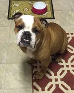 penny.webp