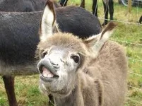 smile.webp