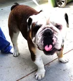 Oliver-271x300.webp