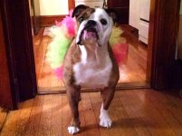 Lola Halloween 2015 IMG_20151031_181140364.jpg