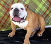 hugo-english-bulldog-new-795x675.webp