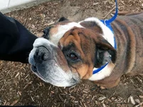 flo-english-bulldog.webp flo-english-bulldog.webp