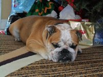 milez-english-bulldog-1.jpg milez-english-bulldog-1.jpg