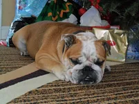 milez-english-bulldog-1.webp