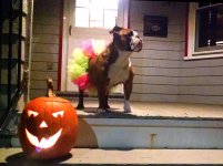 Lola Halloween 2015 IMG_20151031_185808853.jpg