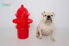Poppy.webp