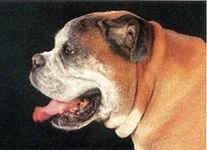 Figure 1 brachycephlic conformation.webp