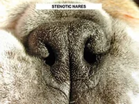 Figure 3a stenotic nares.webp