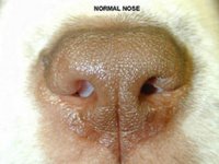 Figure 3b normal nose.jpg