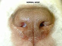 Figure 3b normal nose.webp