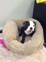 Sophie in bed.webp