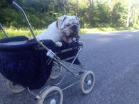 Winston Stroller.jpg