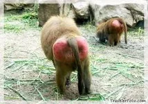 boudreauxbaboon.webp