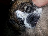 Frank the Tank sleeping.jpg Frank the Tank sleeping.jpg