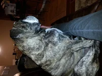 Frank the Tank sitting pretty.webp