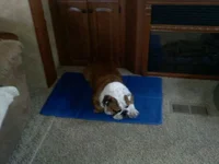 Cooling pad 7-30-11..webp Cooling pad 7-30-11..webp