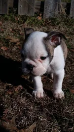 lola.webp lola.webp