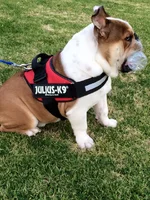 harvey 10.webp