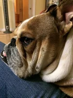 harvey 13.webp