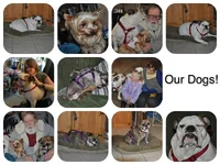 ourDogs01.webp