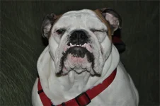 Zoey_wink01.webp