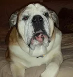 Bruno.webp Bruno.webp