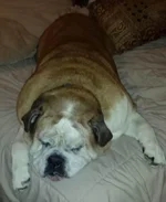 Bruno1.webp Bruno1.webp