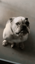 Theodore.png Theodore.png