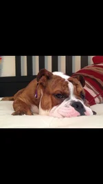 duke.webp