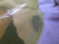ImageUploadedByTapatalk1421941298.722601.jpg ImageUploadedByTapatalk1421941298.722601.jpg