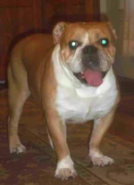 dozer4.webp