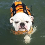 Water Ollie.webp