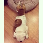 Ollie sleep.webp