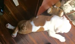 Shiner butt.webp