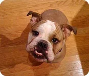 buddy.webp
